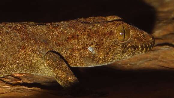 Image of Pachydactylus kladaroderma Branch, Bauer & Good 1996