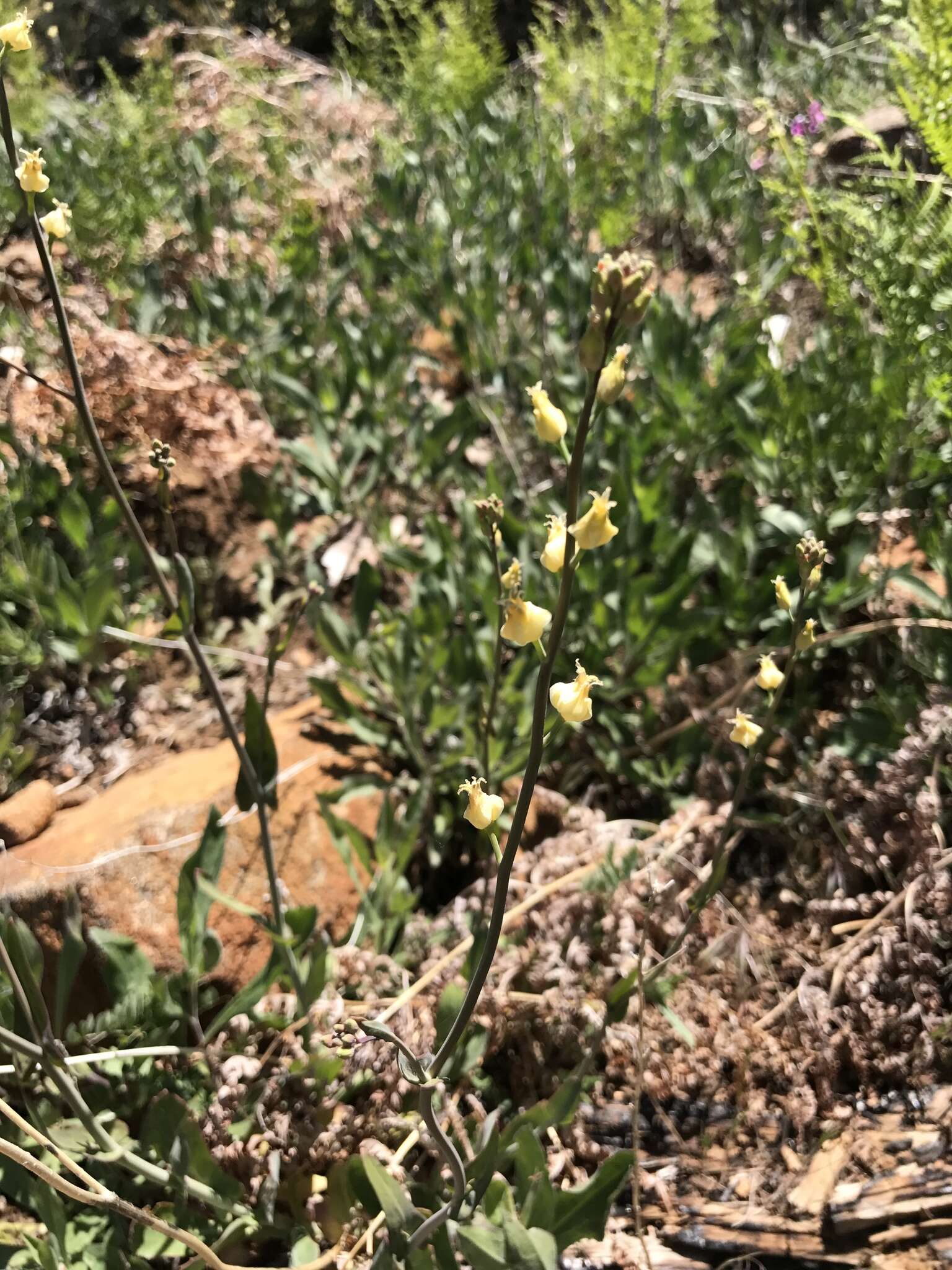 Image of Laguna Mountain jewelflower