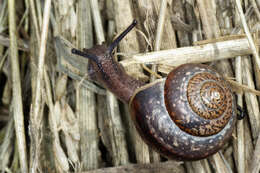 Image of brush snail