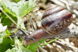 Image of brush snail