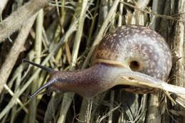 Image of brush snail