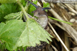 Image of brush snail