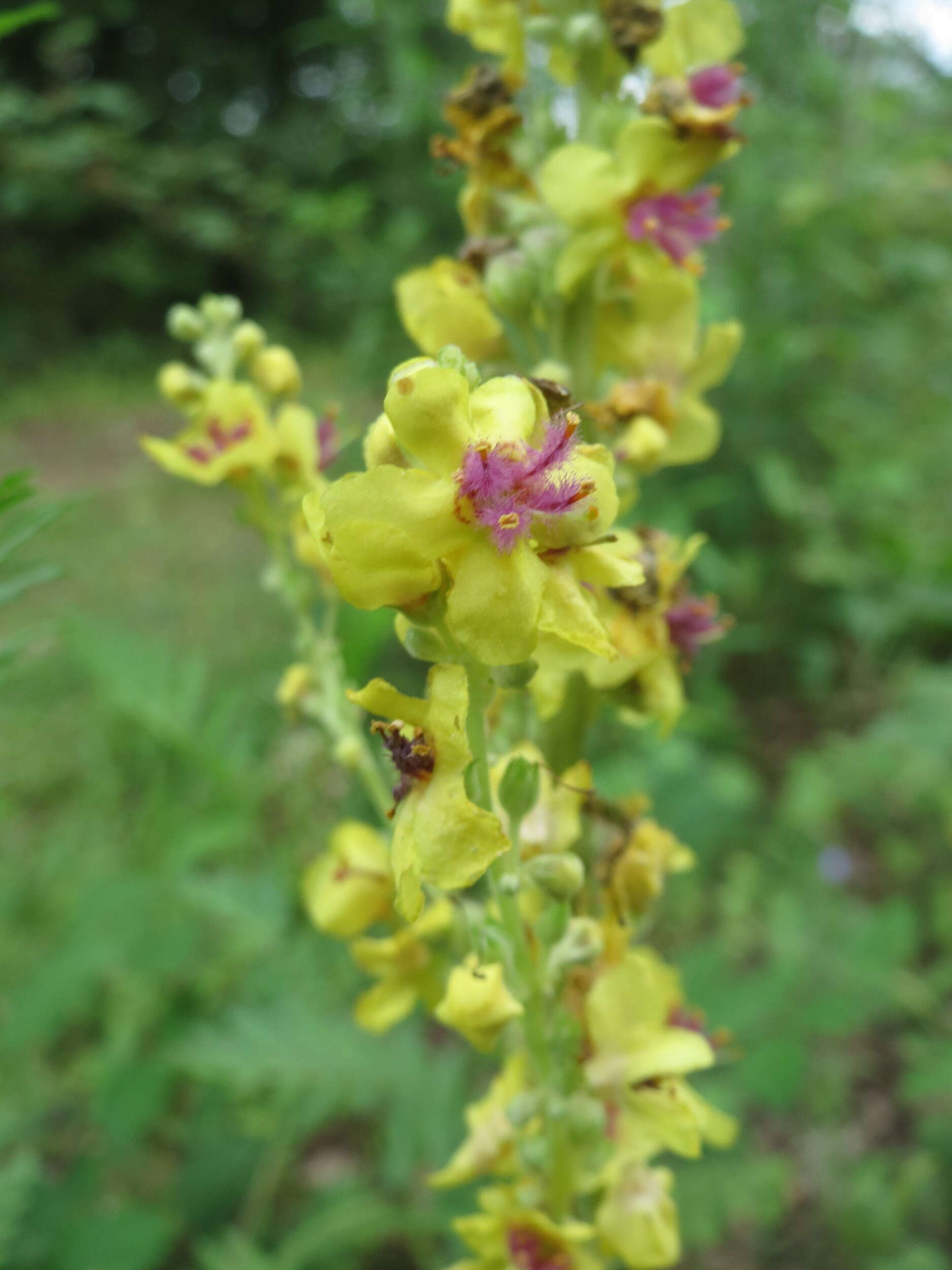 Verbascum nigrum L. resmi