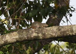 Image of Gambian Sun Squirrel