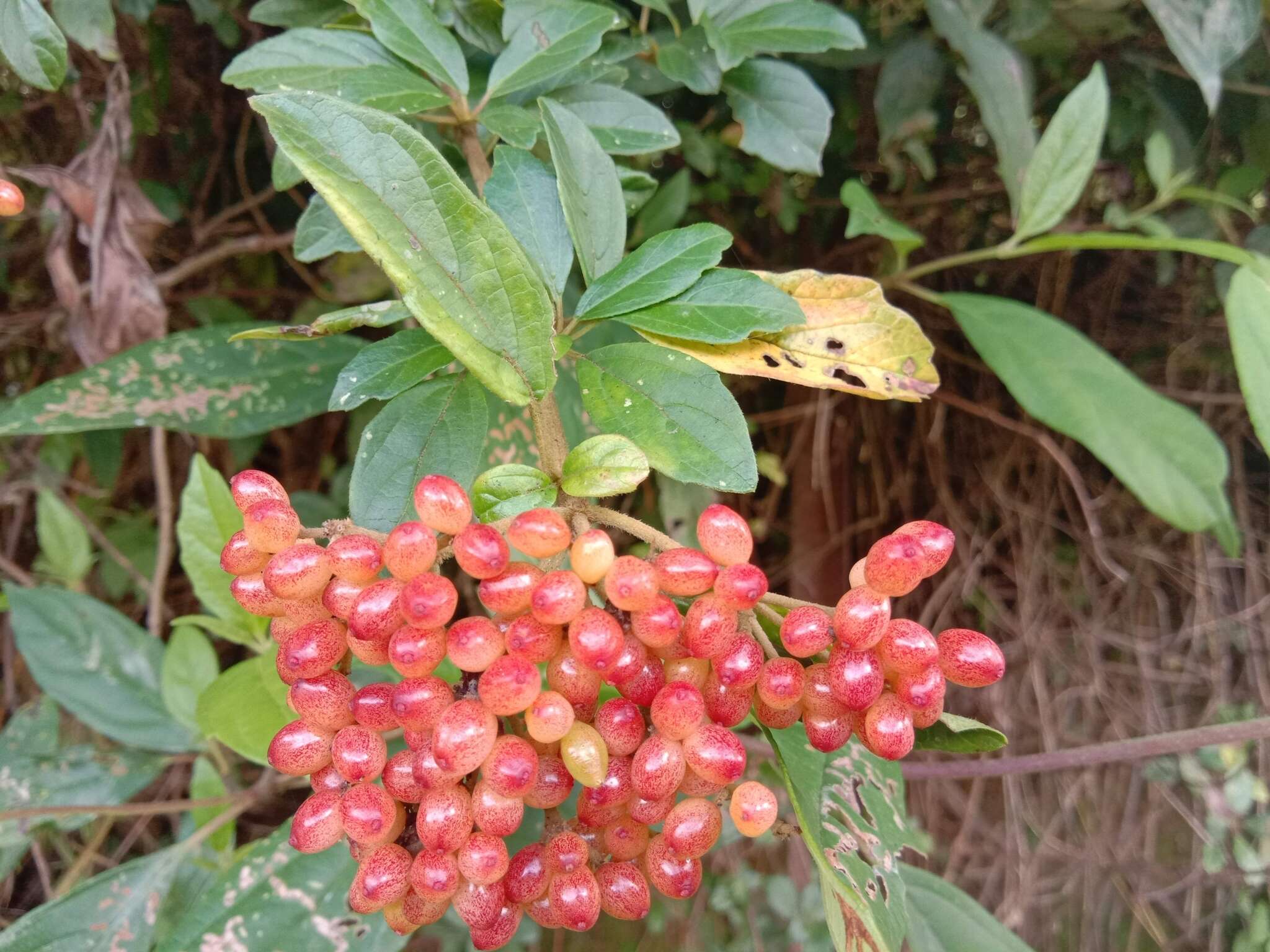 Image of Viburnum foetidum Wall.