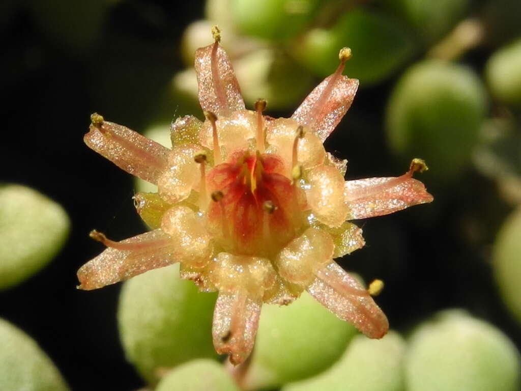 Image of Monanthes laxiflora (DC.) Bolle