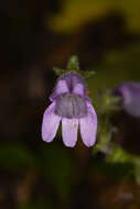 Image of Rattan's beardtongue