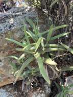 Image of Crassula perfoliata var. heterotricha (Schinz) Tölken