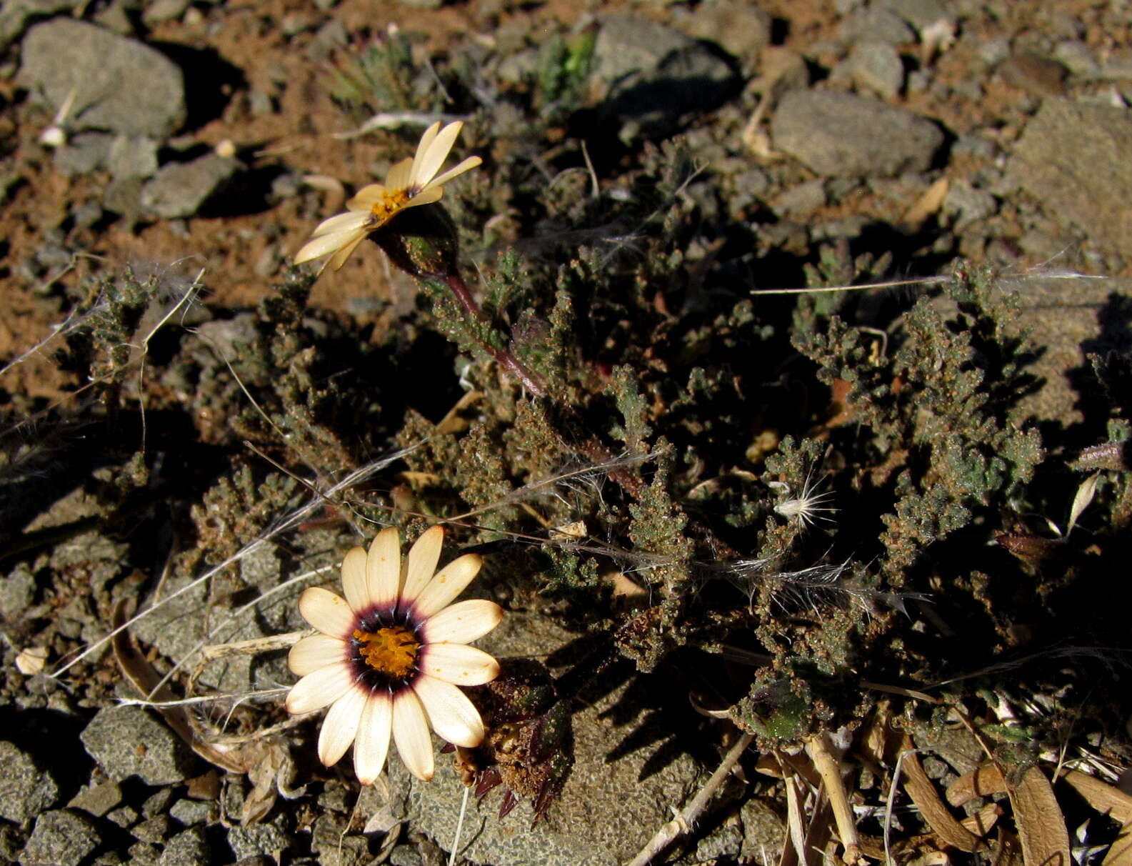 Image de Dimorphotheca pinnata var. pinnata