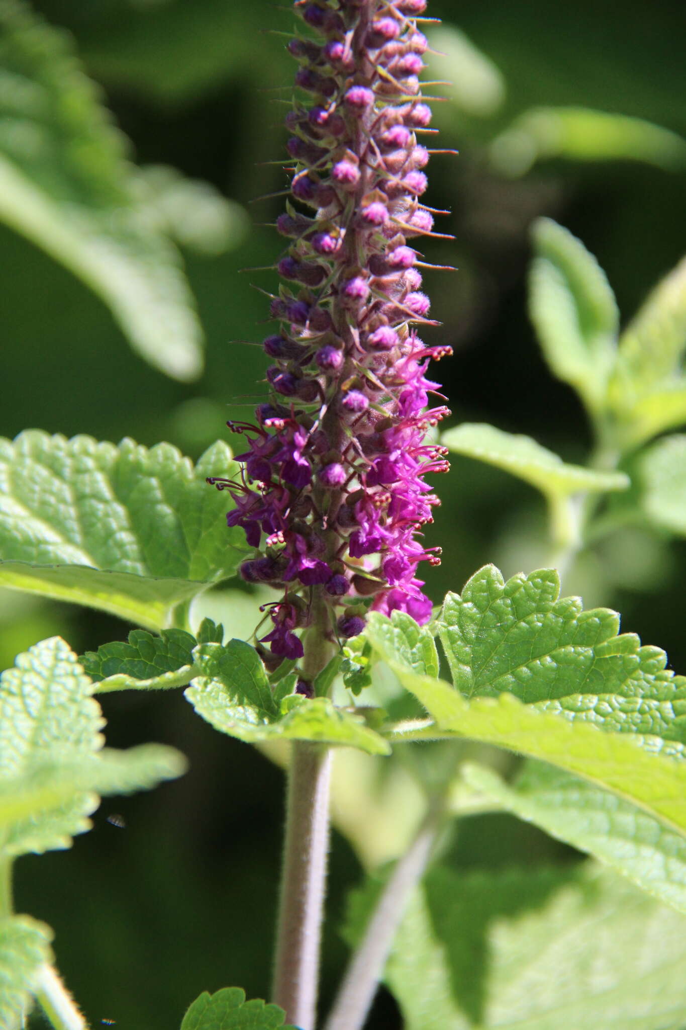 Image de Teucrium hircanicum L.