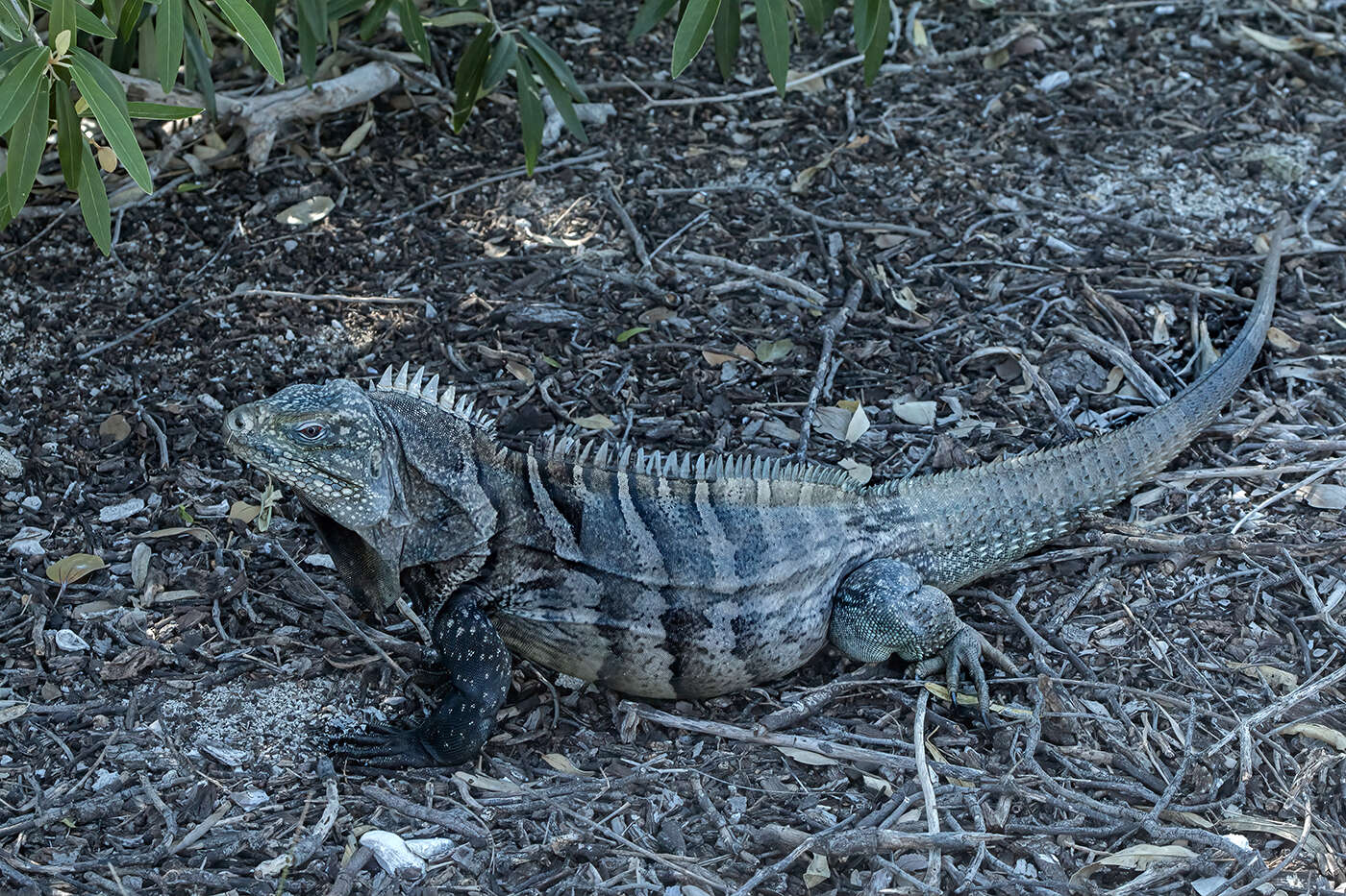 Imagem de Cyclura ricordi (Duméril & Bibron 1837)