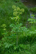 Angelica decurrens (Ledeb.) B. Fedtsch. resmi