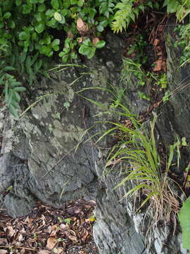 Imagem de Brachypodium sylvaticum subsp. sylvaticum