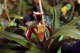 Image of Villose Paphiopedilum