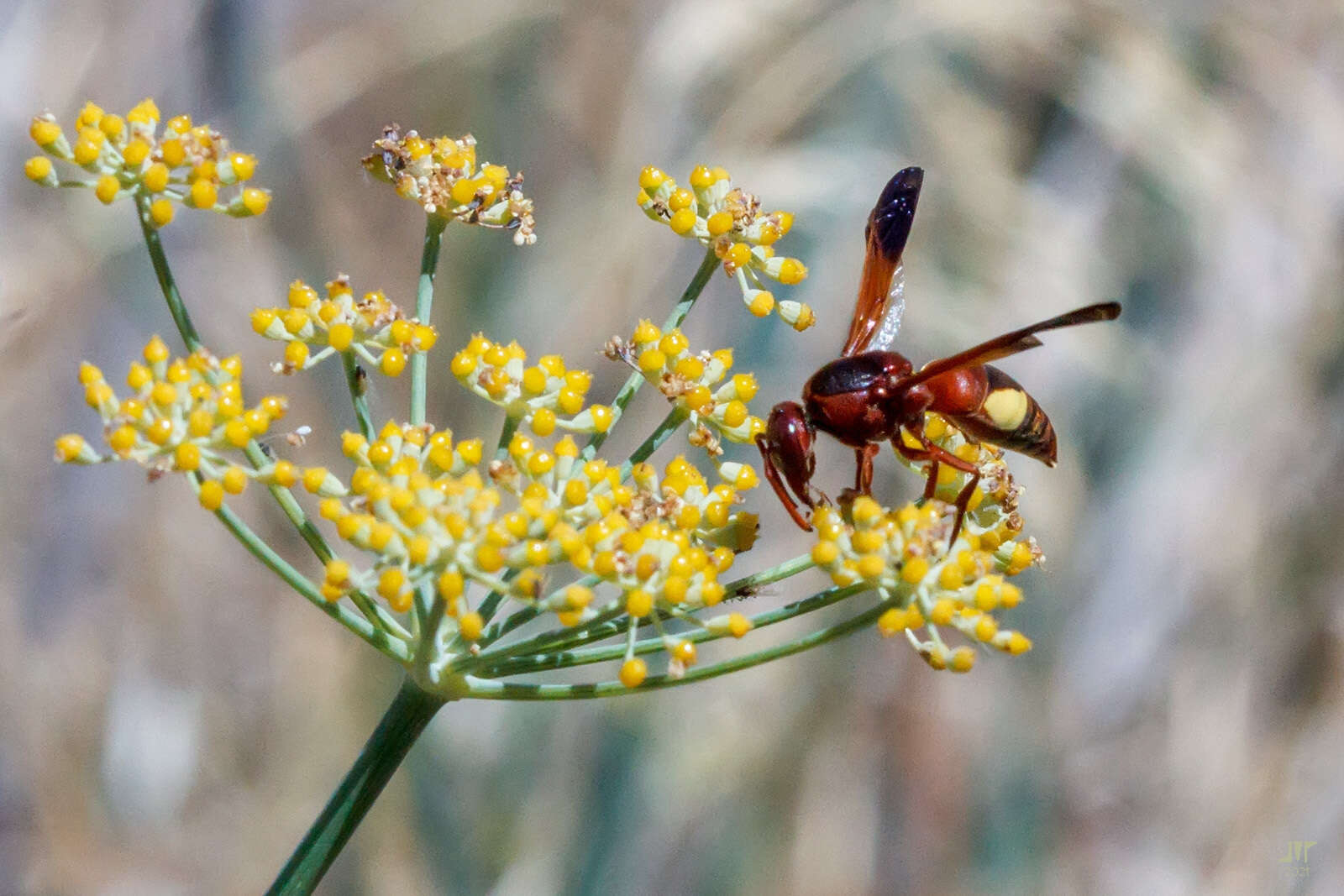 Image of Rhynchium oculatum oculatum