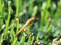 Erythrodiplax connata (Burmeister 1839) resmi