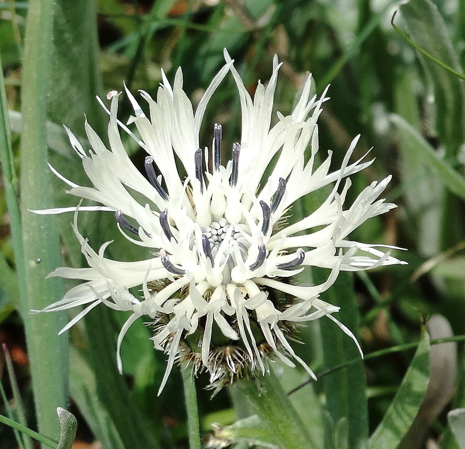 Image de Centaurea napulifera Rochel