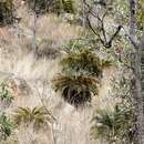 Sivun Cycas platyphylla K. D. Hill kuva