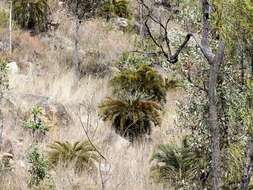 Image of Cycad