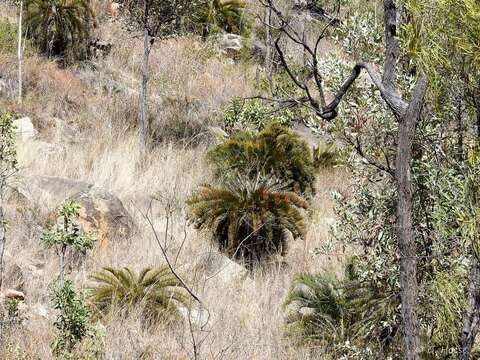 Слика од Cycas platyphylla K. D. Hill