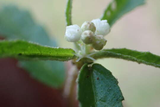 صورة Croton glandulosus L.