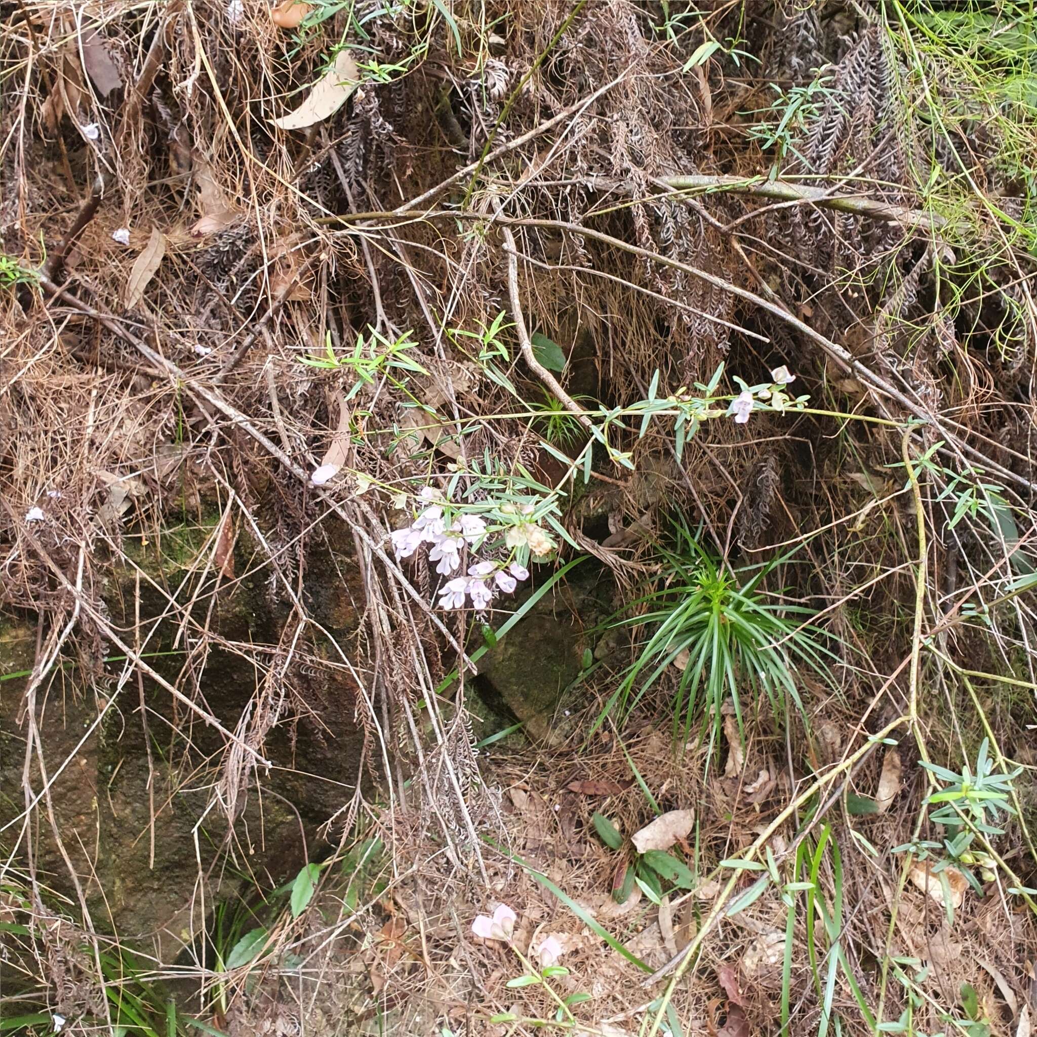 Image of Narrow-leaved Mint-bush