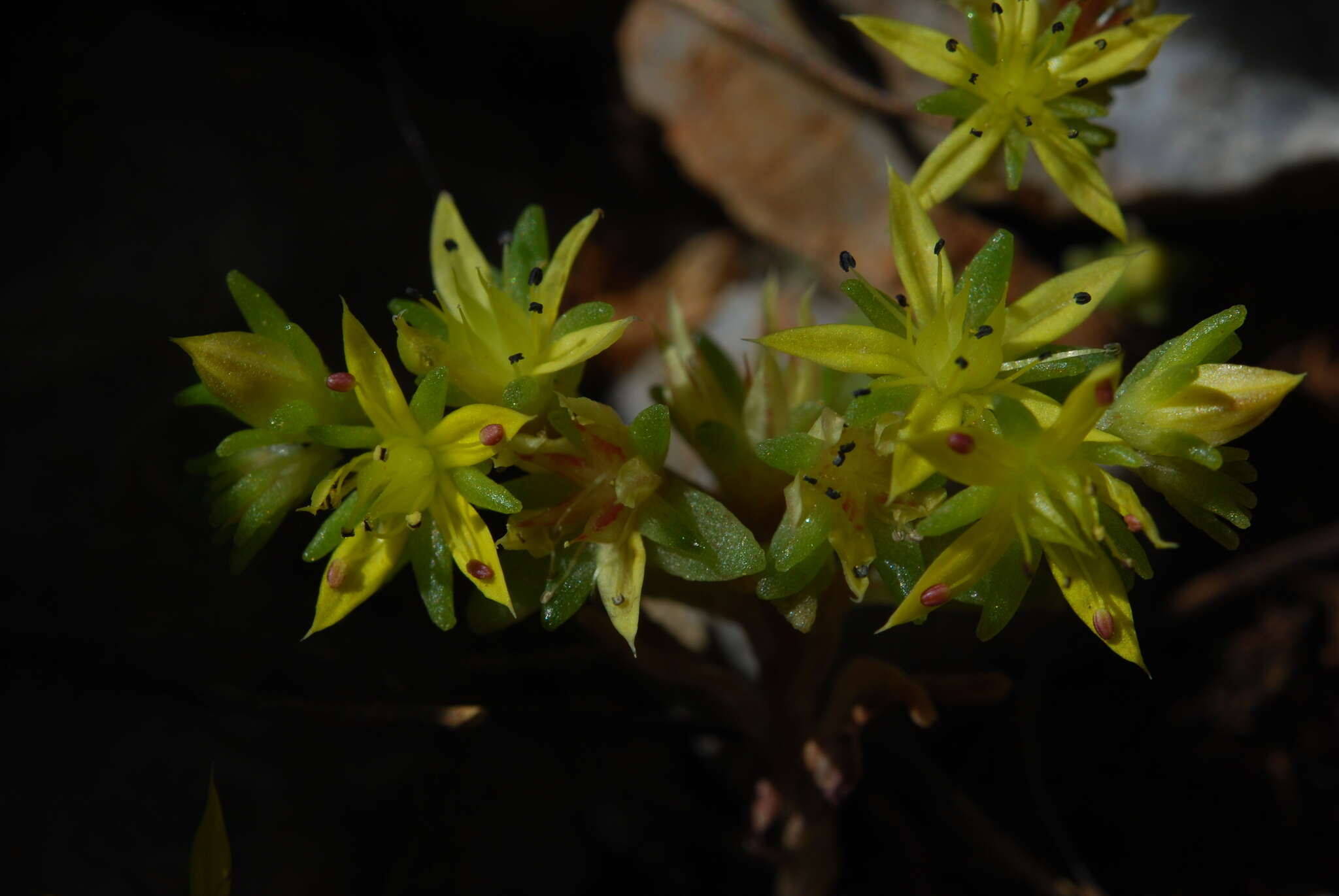 Image of Sedum praesidis H. Runemark & W. Greuter