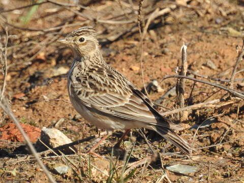 Alauda arvensis arvensis Linnaeus 1758 resmi