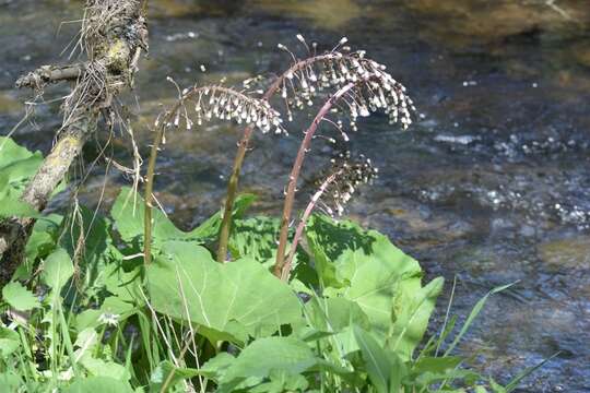 Image of pestilence wort