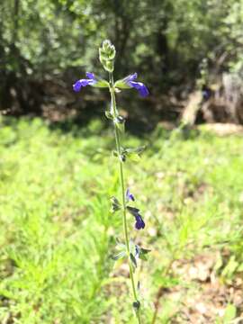 Salvia subincisa Benth. resmi