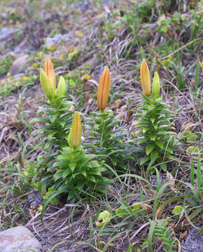 Слика од Lilium maculatum Thunb.