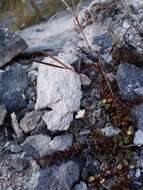 Imagem de Epilobium gracilipes T. Kirk