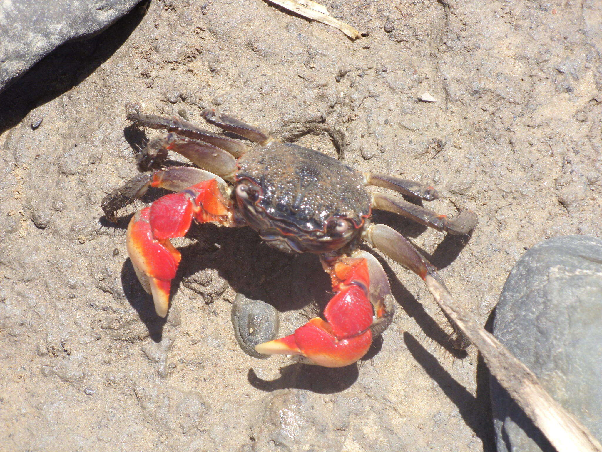 Image of East African red mangrove crab