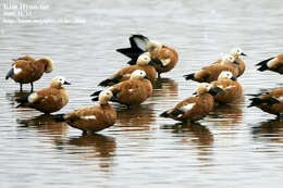 Image of Ruddy Shelduck