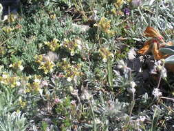 Image of Teucrium montanum subsp. montanum