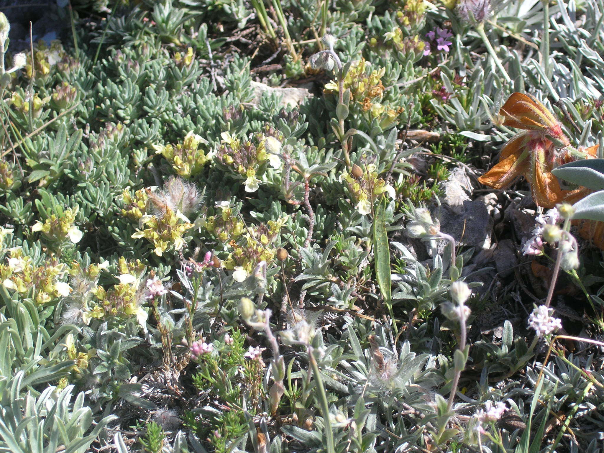 Sivun Teucrium montanum subsp. montanum kuva