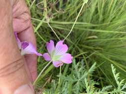 Image of Geranium robustum Kuntze