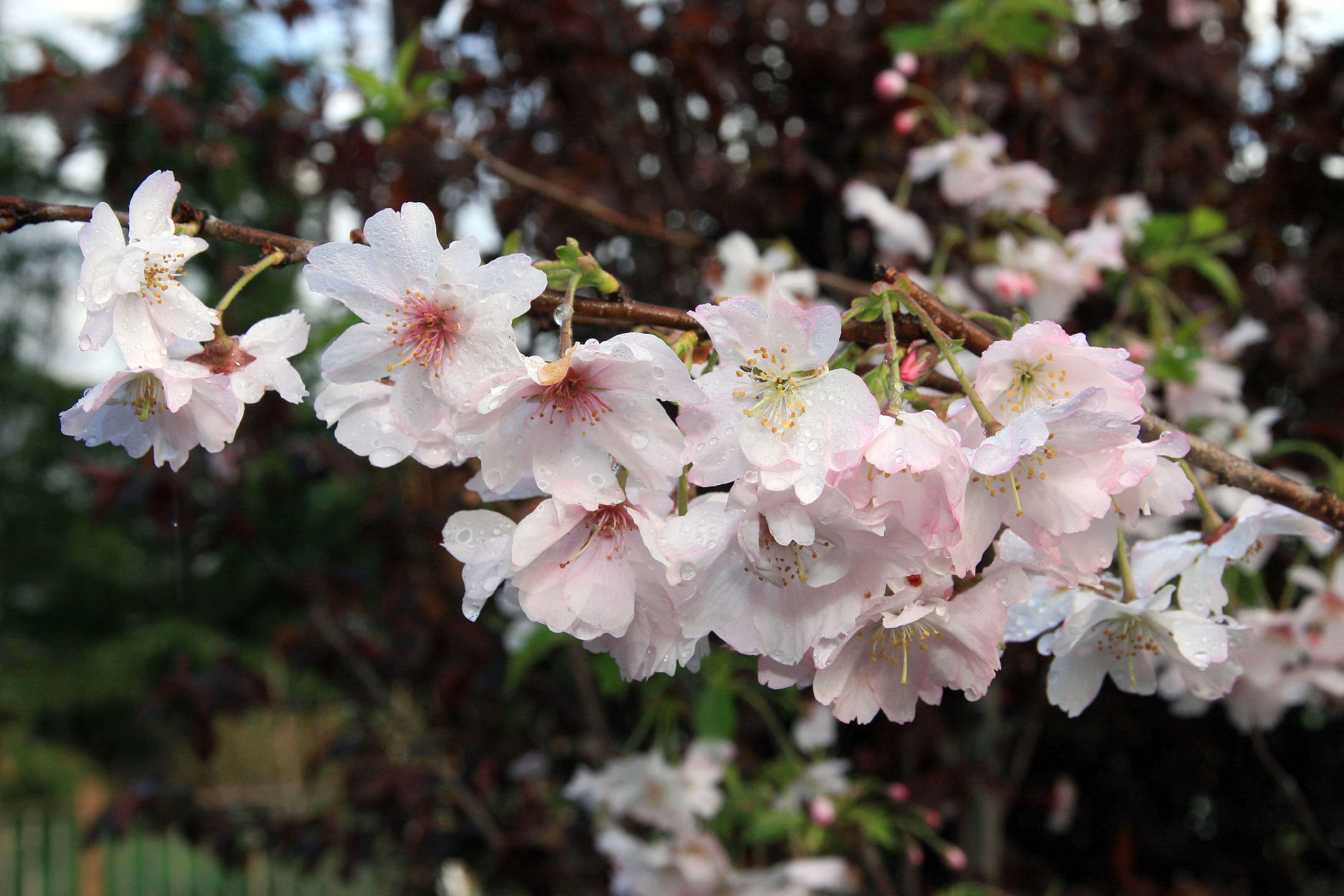 Plancia ëd Prunus subhirtella Miq.