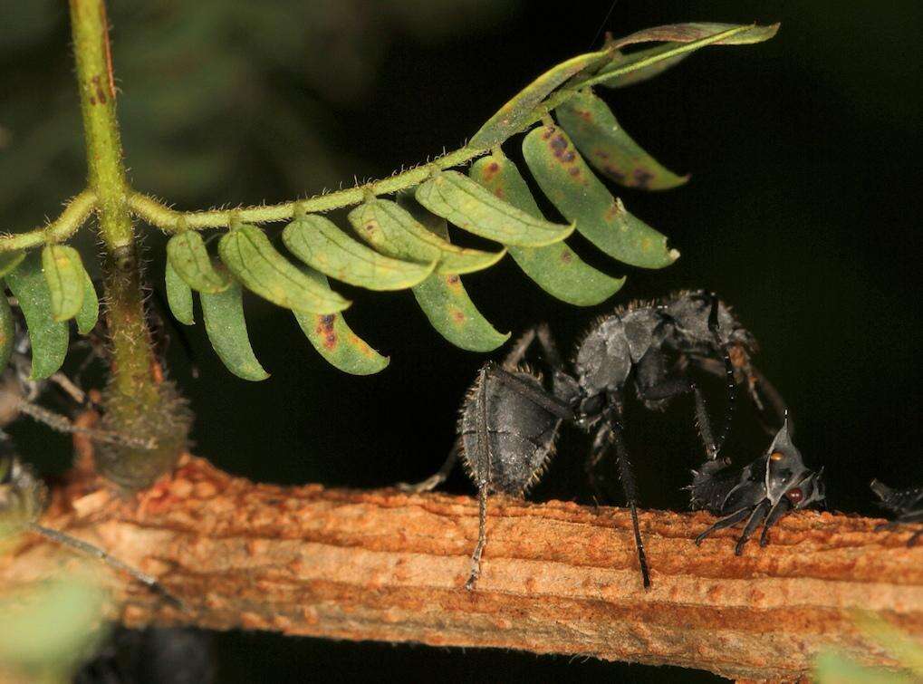 Image of Common albizia