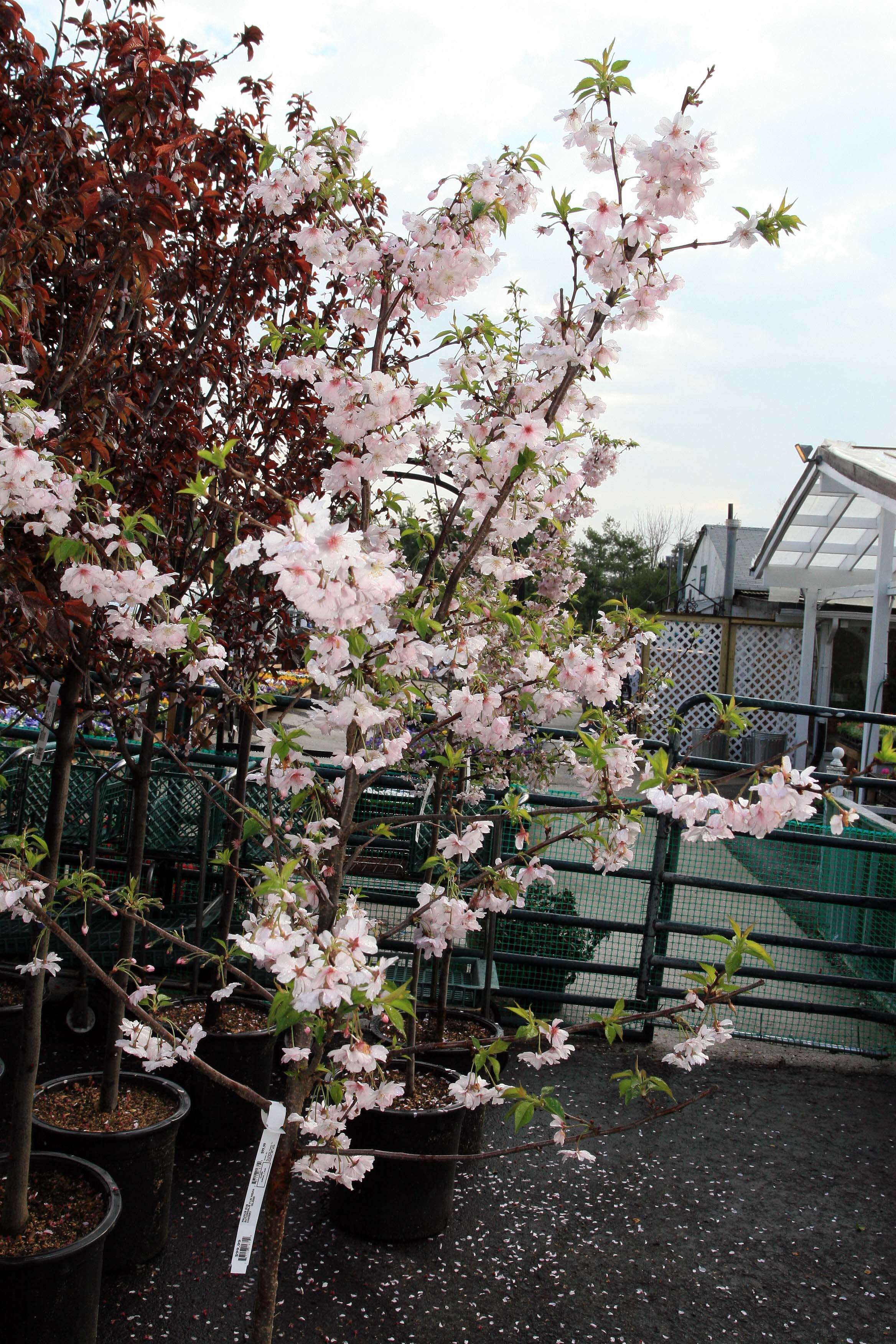 Plancia ëd Prunus subhirtella Miq.