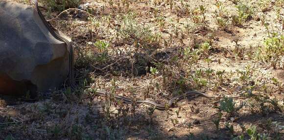 Image of Karoo Sand Snake Or Whip Snake