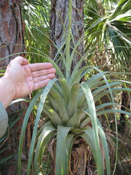 Imagem de Tillandsia utriculata L.