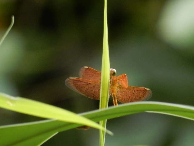 Image of Common Parasol