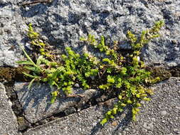 Image of smooth rupturewort