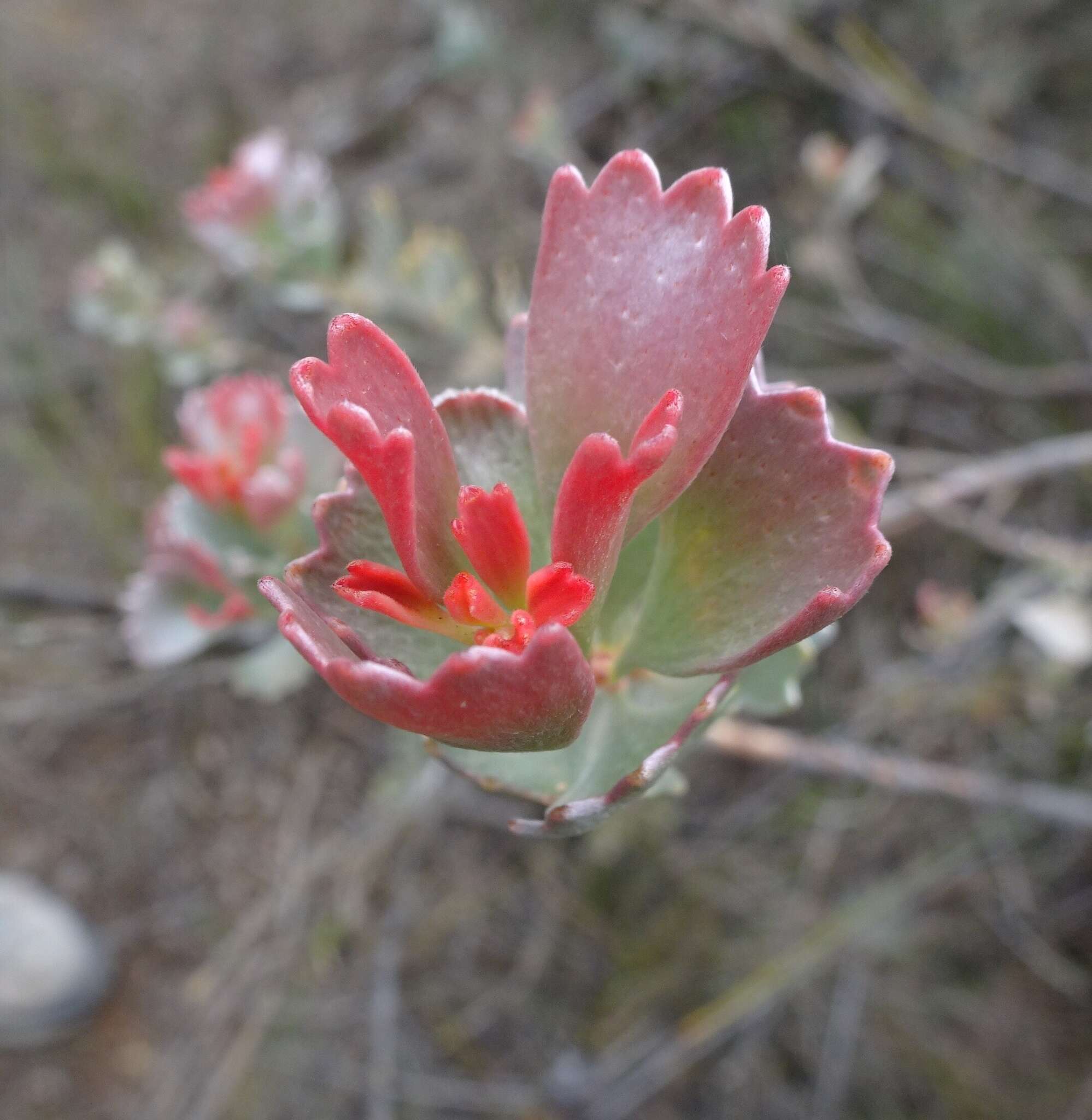 Imagem de Adenanthos cuneatus Labill.