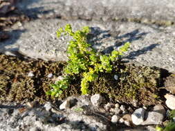 Image of smooth rupturewort