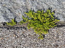 Image of smooth rupturewort