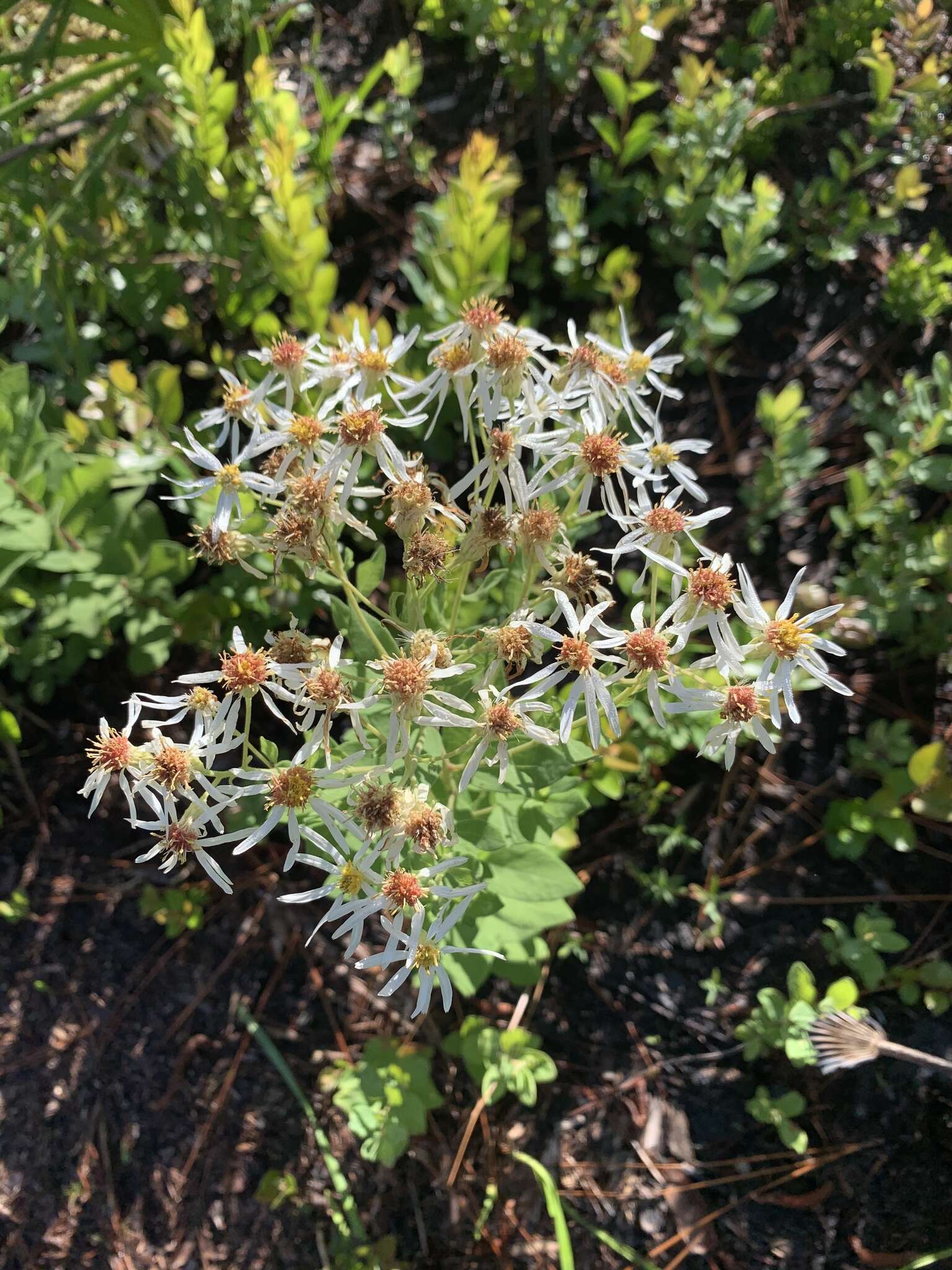 Image of Pine-Barren Nodding-Aster