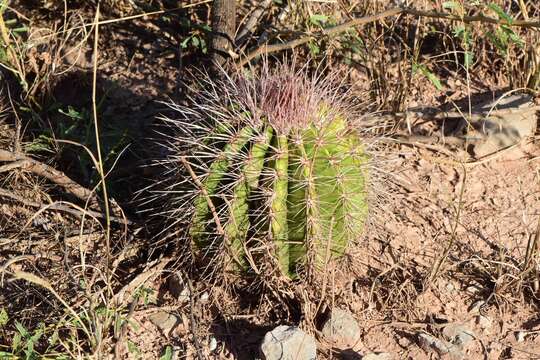 Image of Melocactus intortus subsp. domingensis Areces