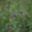 Gutenbergia cordifolia Benth. ex Oliv. resmi